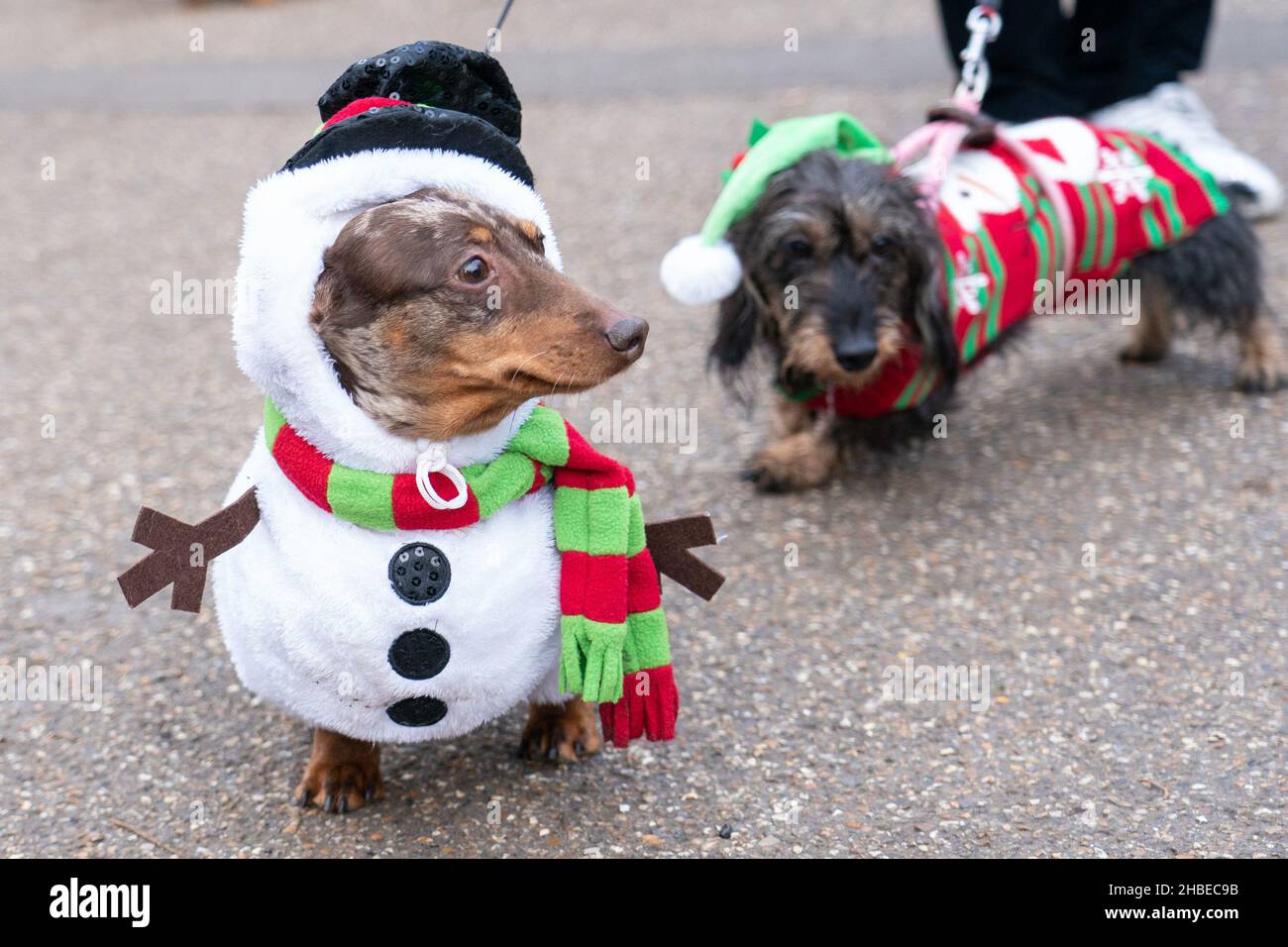 Bruno (à gauche) vêtu d'un bonhomme de neige, lors de la promenade annuelle à la saucisse de Hyde Park, à Hyde Park, Londres, tandis que dachshunds et leurs propriétaires se rencontrent pour célébrer la saison de Noël, avec de nombreux chiens de saucisse dans la robe chic.Date de la photo: Dimanche 19 décembre 2021. Banque D'Images