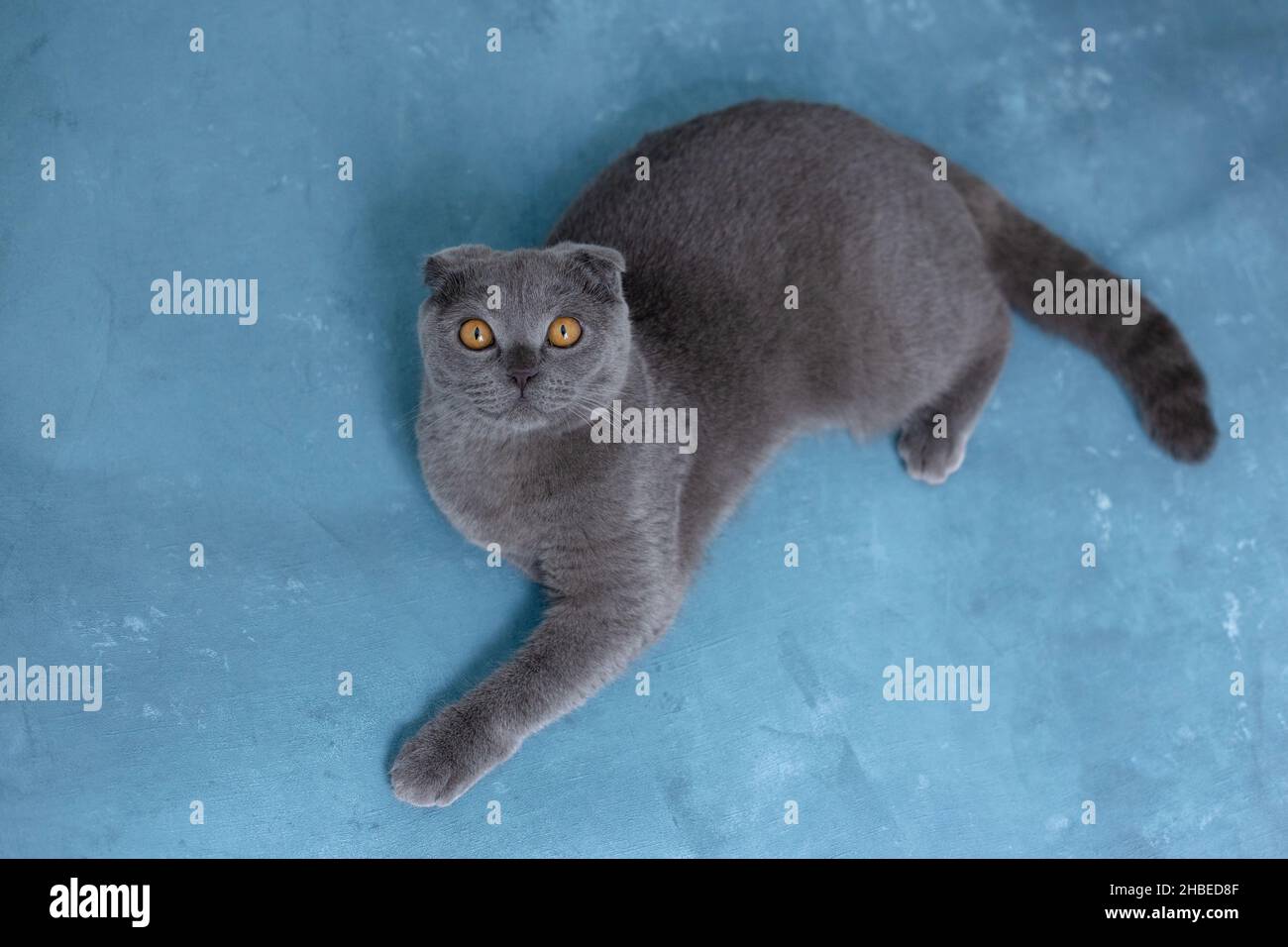 Chat écossais gris sur fond bleu Banque D'Images