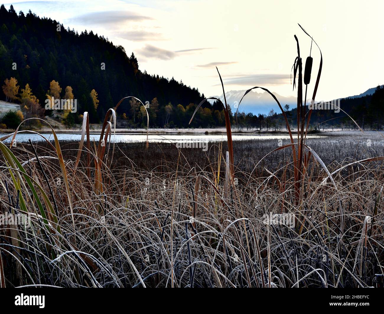 Photo de la tourbière à Piangembro dans un matin d'automne glacial. Banque D'Images