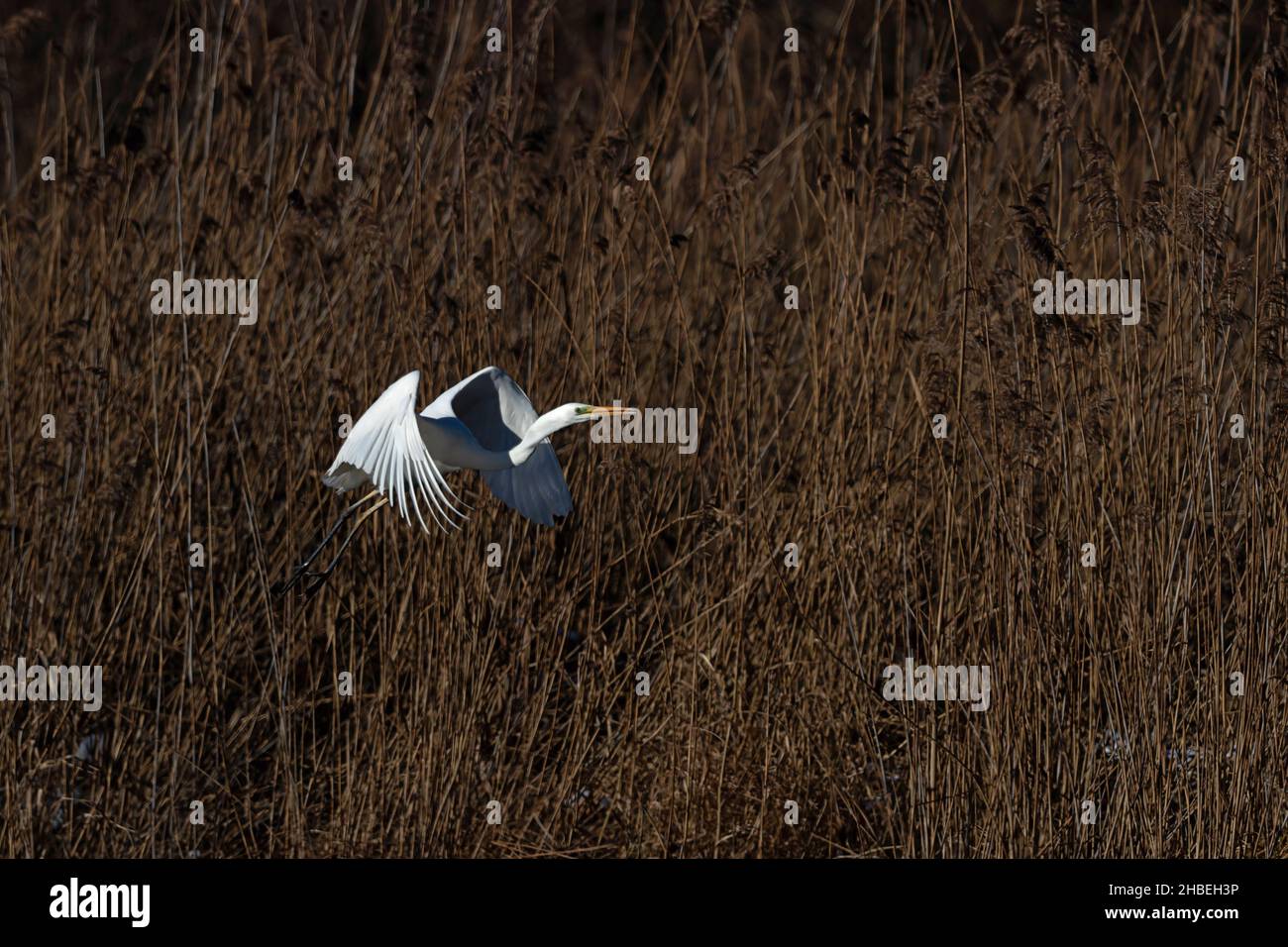 Great White Egret (Ardea alba) s'enferme sur les rives d'un lac avec un lit de roseau sain Banque D'Images