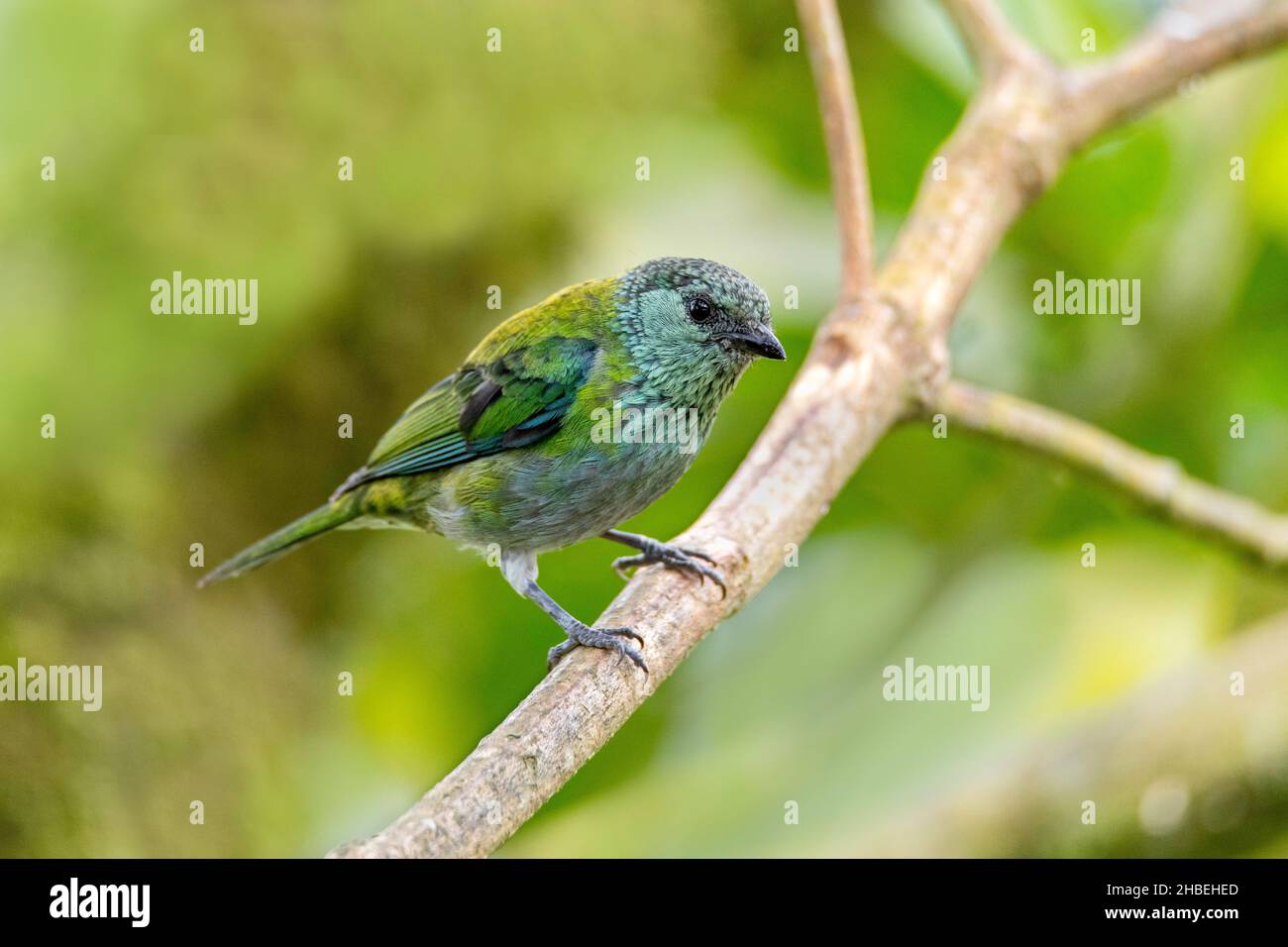 Tanager à capuchon noir Stilpnia heinei Refugio Paz de las Aves, Pichincha, Équateur 6 décembre 2019Adulte FemmeThraupidae Banque D'Images