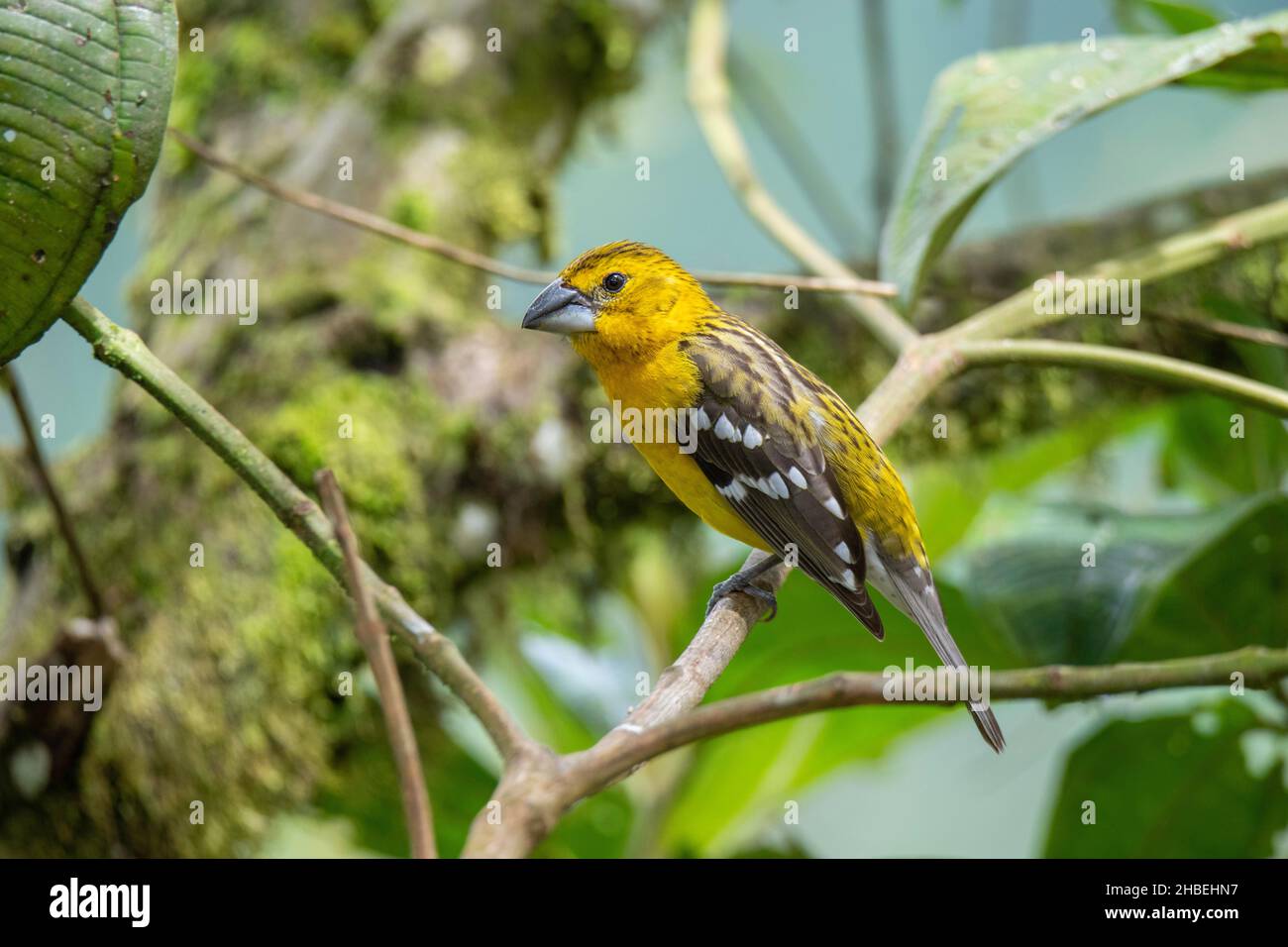 Golden Grosbeak Pheucticus chrysogaster Refugio Paz del las Aves, Pichincha, Equateur 6 décembre 2019 adulte FemmeThraupidae Banque D'Images