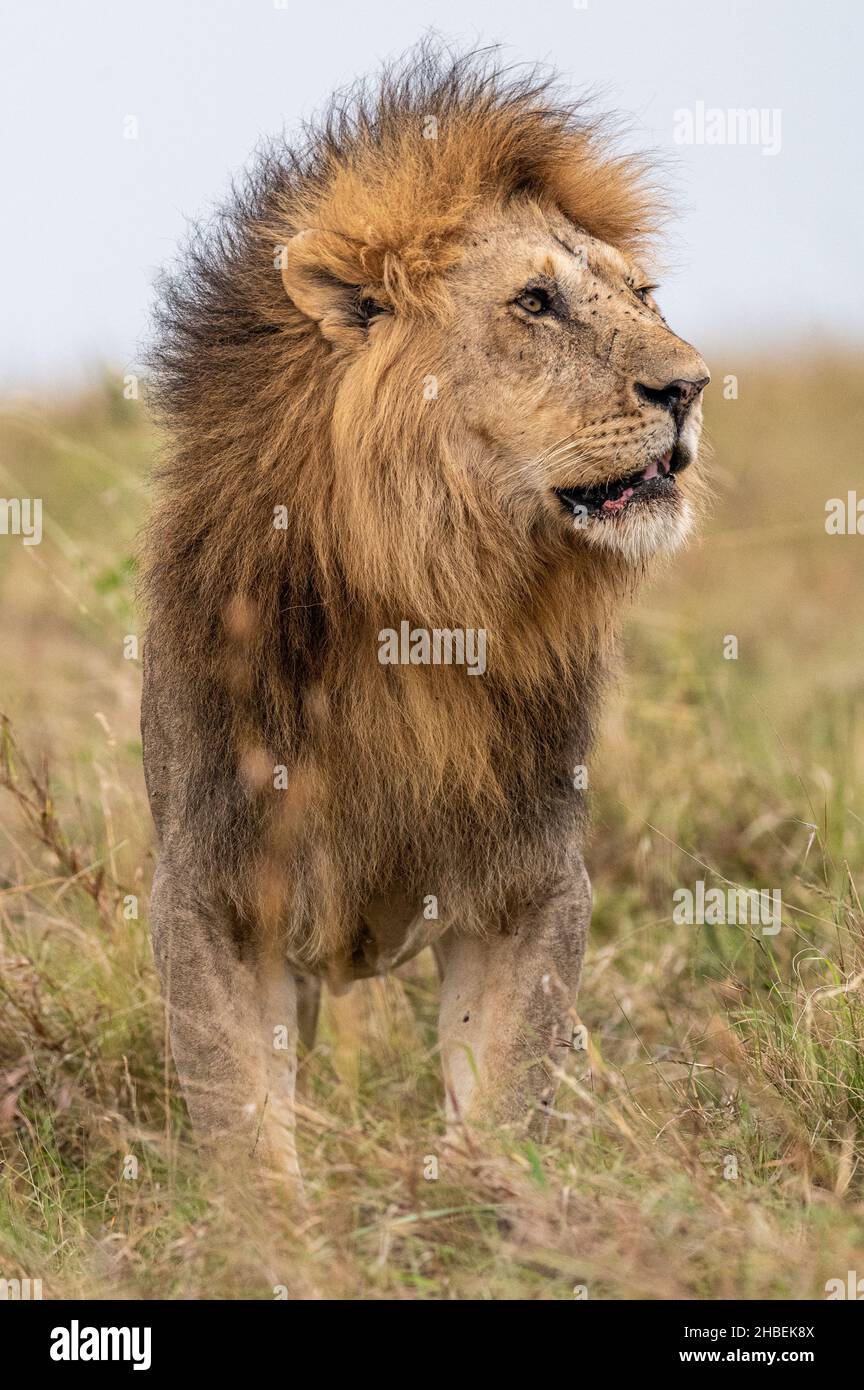Portrait d'un lion debout dans la brousse en regardant latéralement, Masai Mara, Kenya Banque D'Images