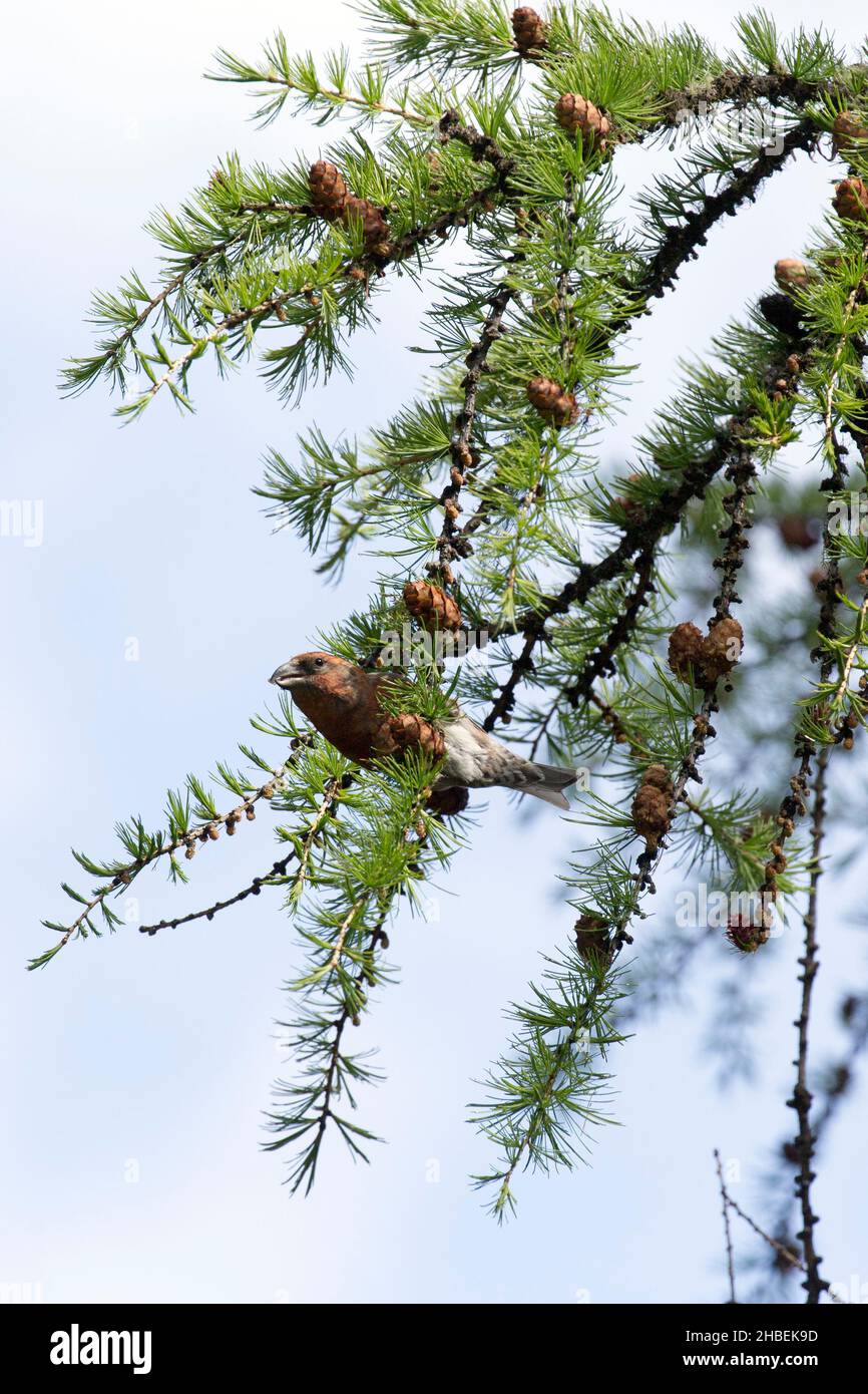 Vue sur un crossbill à deux barré dans le nord de l'Italie Banque D'Images