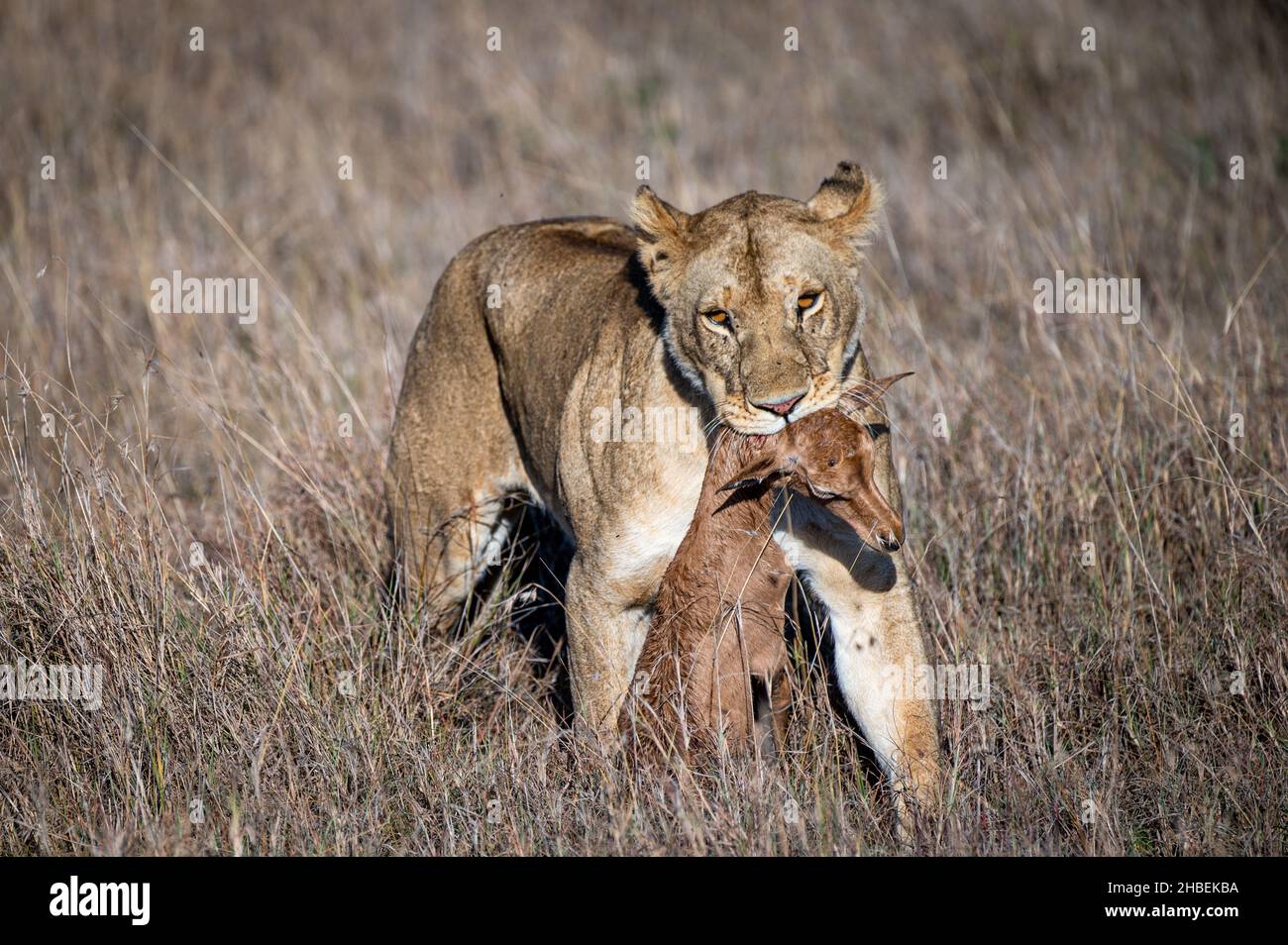 Personne marchant dans la brousse portant un animal mort dans sa bouche, Masai Mara, Kenya Banque D'Images