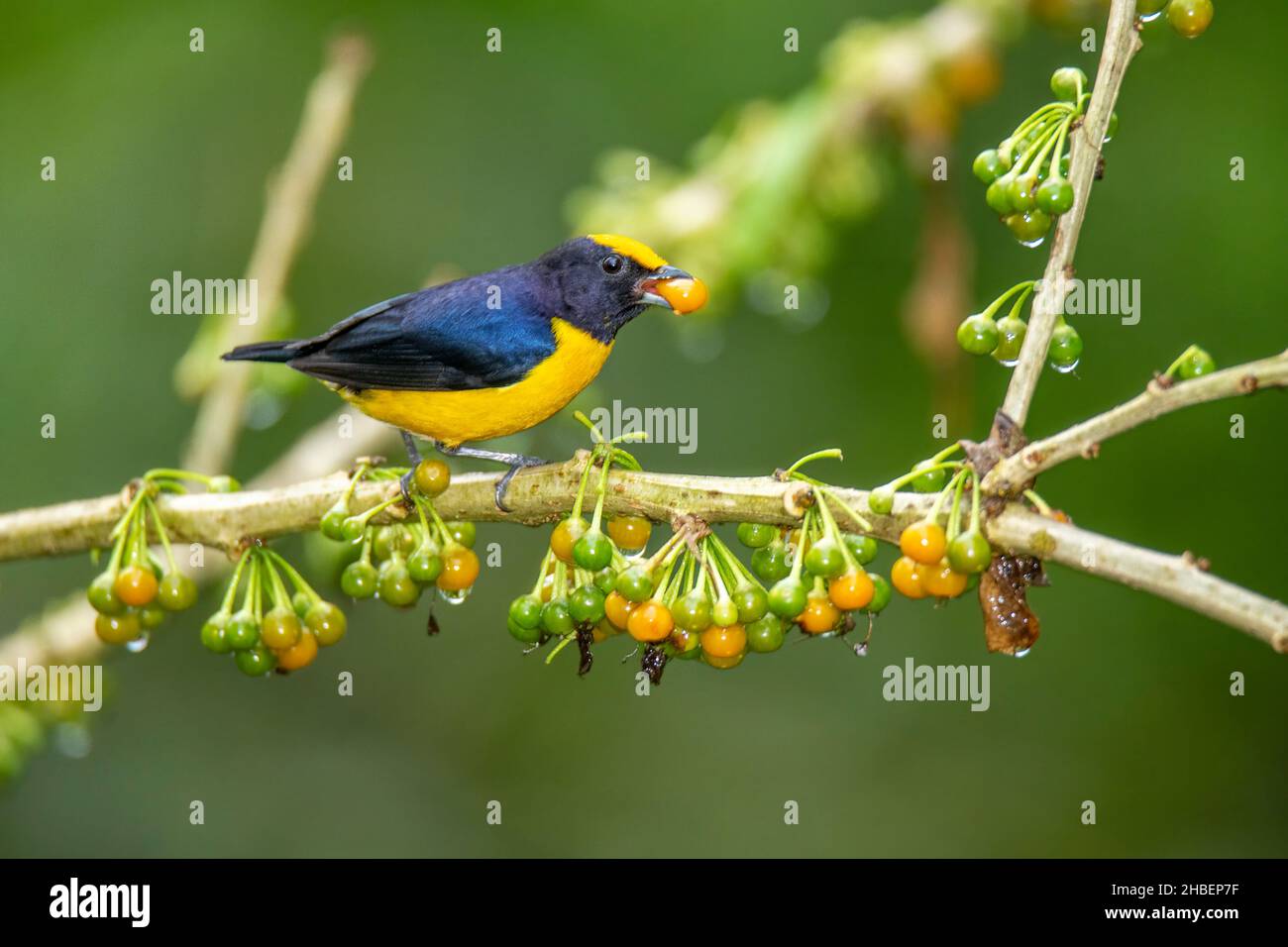 Euphonia Euphonia xanthogaster Réserve d'Alambi, Pinchicha< Equateur 6 décembre 2019Homme adulteFringillidae Banque D'Images