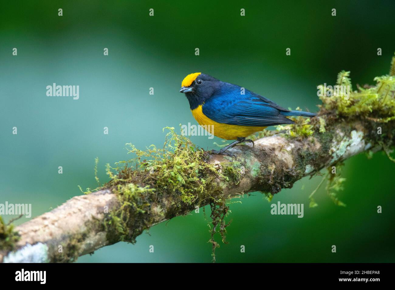 Euphonia à ventre orange Euphonia xanthogaster Milpe Bird Sanctuary, Pinchicha, Equateur 8 décembre 2019Homme adulteFringillidae Banque D'Images