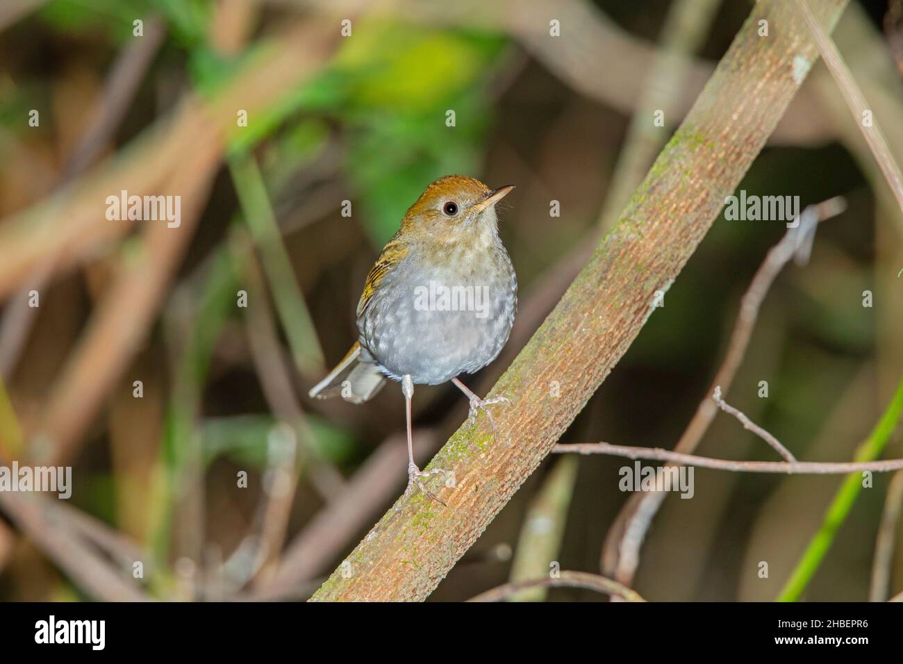 Ruddy-capped Nightingale-Grush Catharus frantzii Cerro de San Juan, Nayarit, Mexique 3 mars 2018AdulteTurdidae Banque D'Images