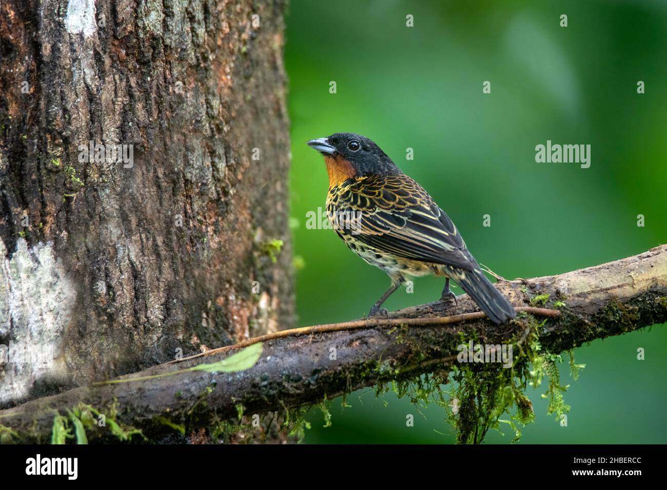 Tanager à gorge roufeuse Ixothraupis rufigula Milpe Bird Sanctuary, Pichincha, Équateur 8 décembre 2019AdulteThraupidae Banque D'Images
