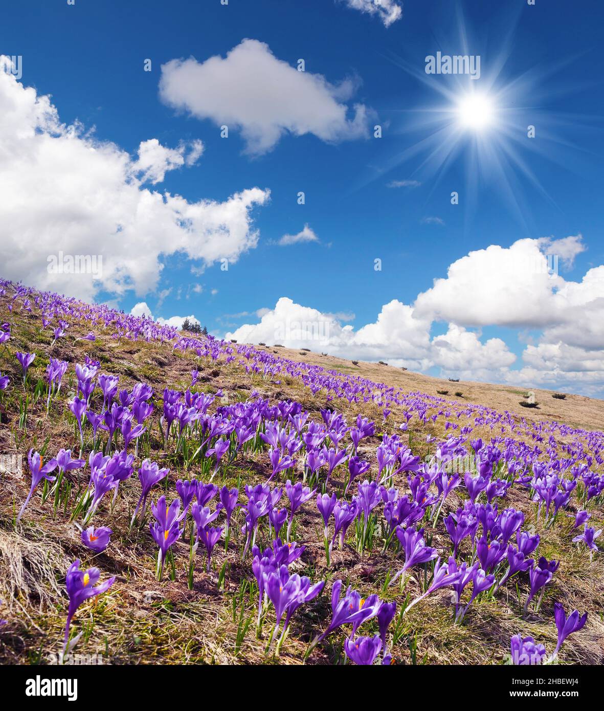 Paysage de printemps jour ensoleillé.Champ de crocus en fleurs.Le premier printemps fleurit Banque D'Images