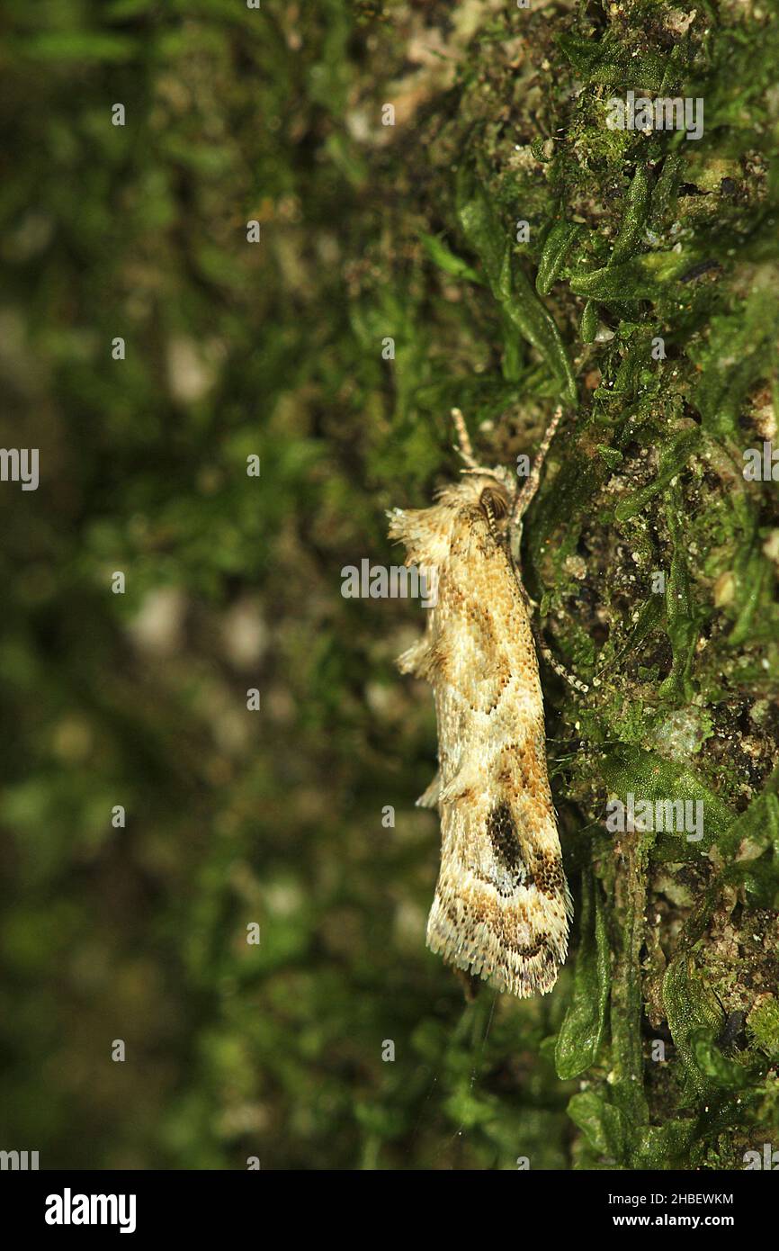 Papillon (Trachypepia aspidephora) Banque D'Images