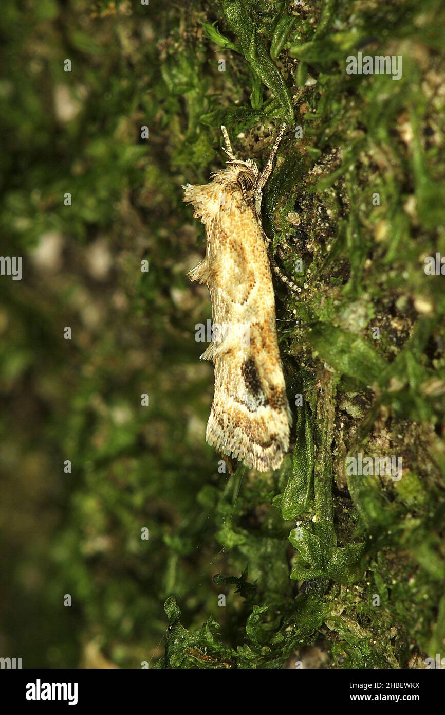 Papillon (Trachypepia aspidephora) Banque D'Images