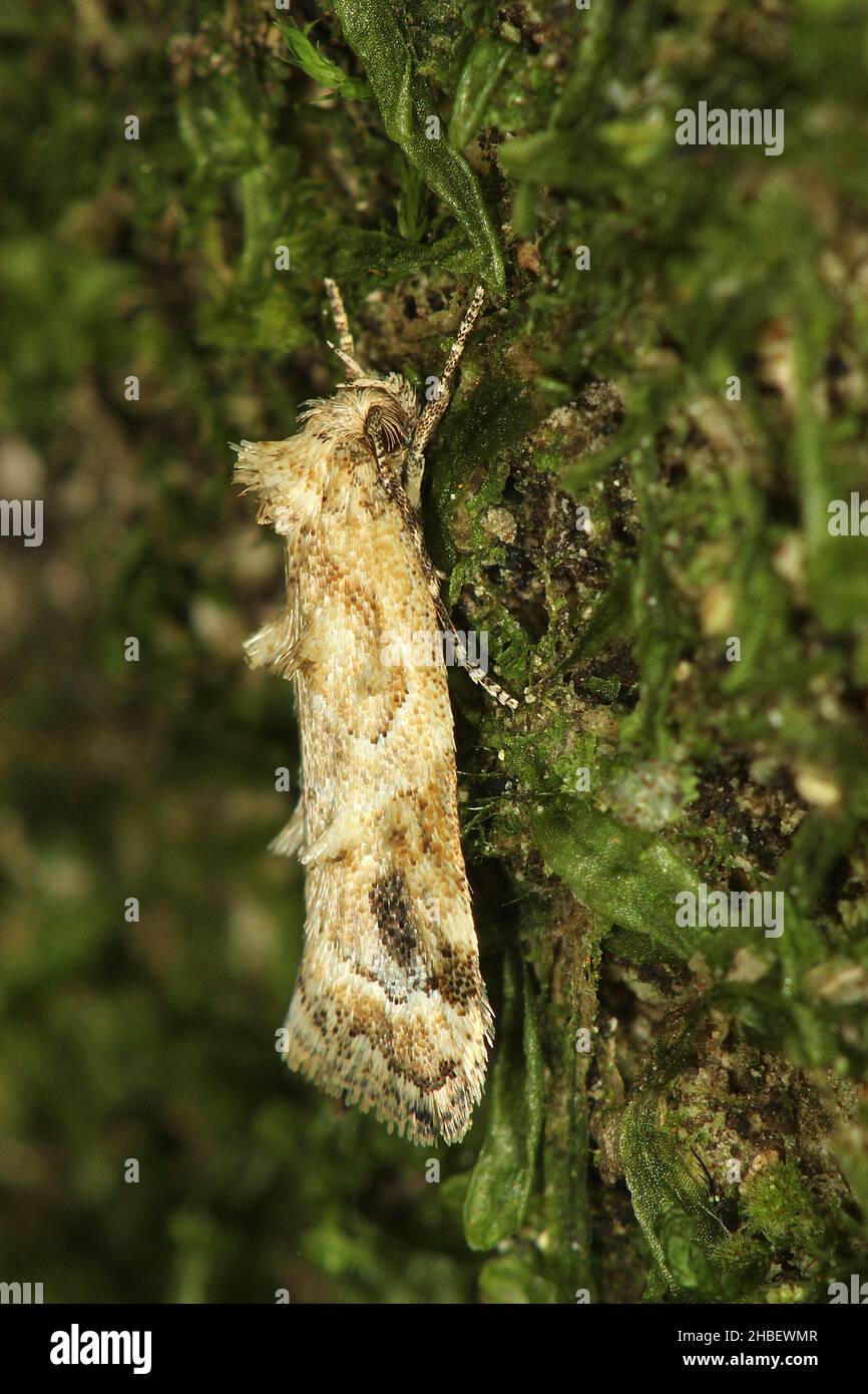 Papillon (Trachypepia aspidephora) Banque D'Images
