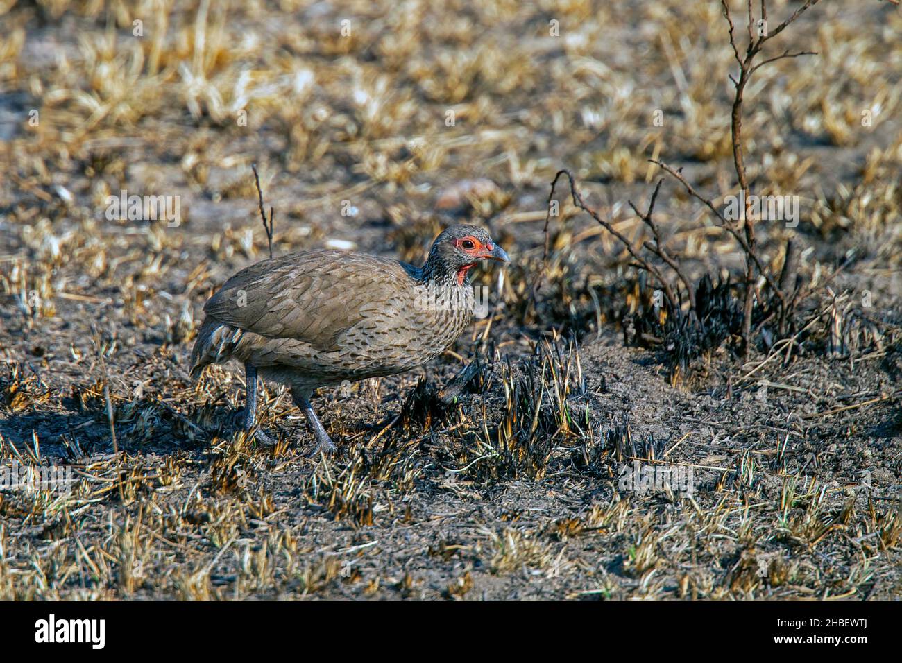 Francolin Pternistis swainsonii Parc national Kruger de Swainson, Mpumalanga, Afrique du Sud 21 août 2018AdultePhasianidae Banque D'Images