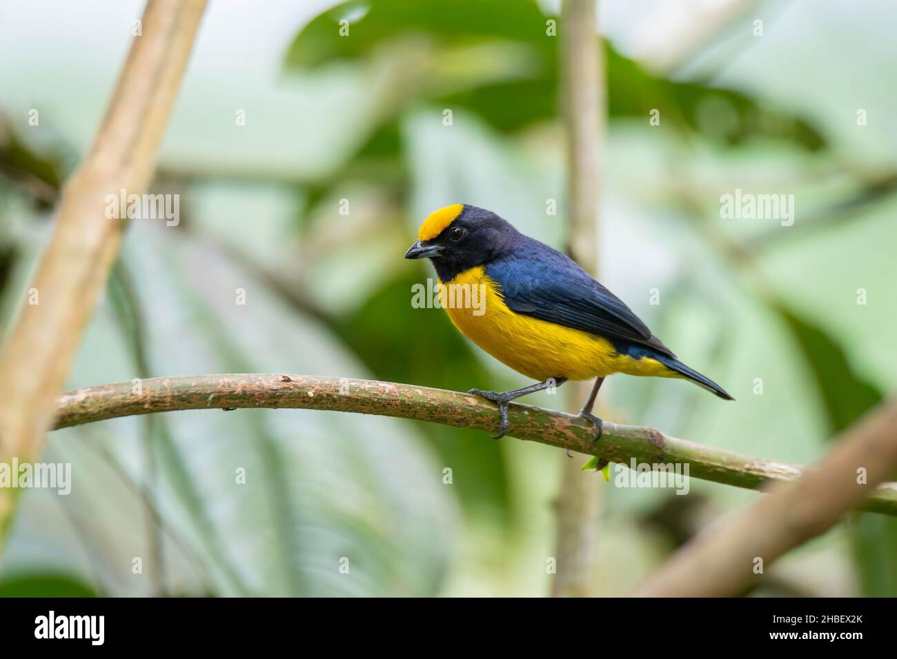 Euphonia Euphonia lanirostris Refugio Paz del las Aves, Pichincha, Equateur 6 décembre 2019Homme adulteFringillidae Banque D'Images