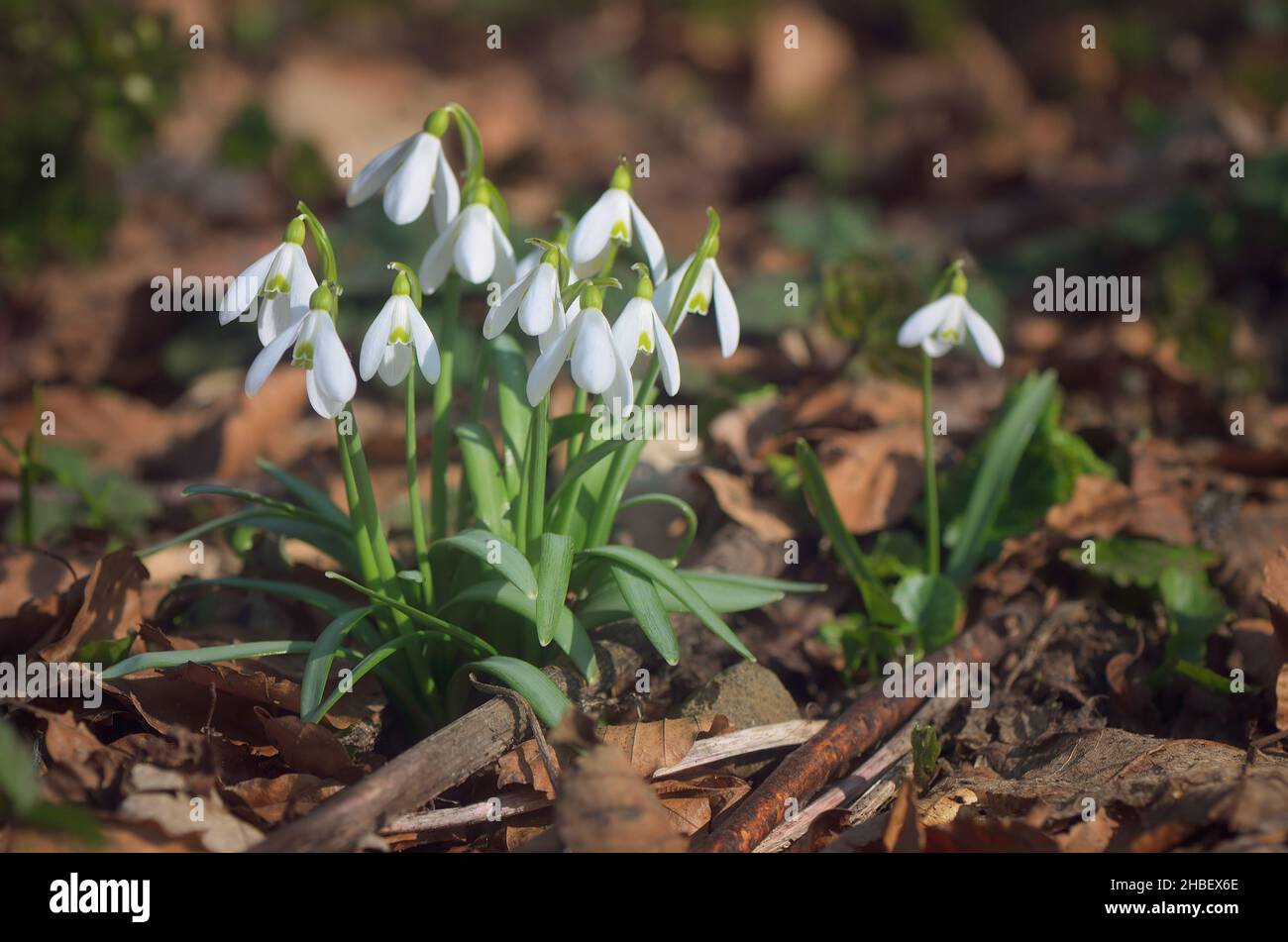 Défrichement ensoleillé dans les bois avec des fleurs de neige Banque D'Images