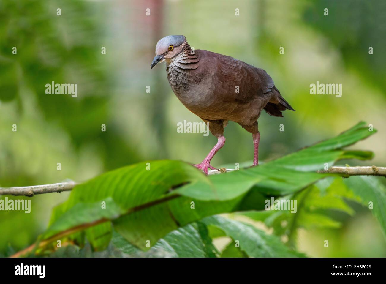 Quail-Dove à gorge blanche Zentrygon frenata Bellavista Cloud Forest Lodge, Pichincha, Équateur 8 décembre 2019AdulteColumbidae Banque D'Images