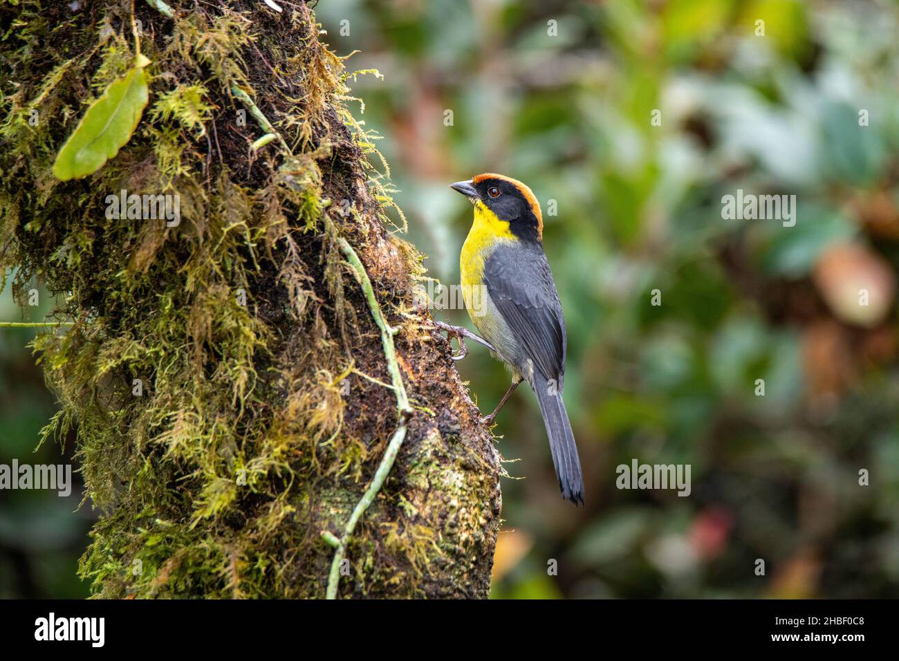 Brushfinch à poitrine jaune Attapètes latinuchus Reserva Yanacocha, Pinchicha, Équateur 9 décembre 2019AdultePasserellidae Banque D'Images