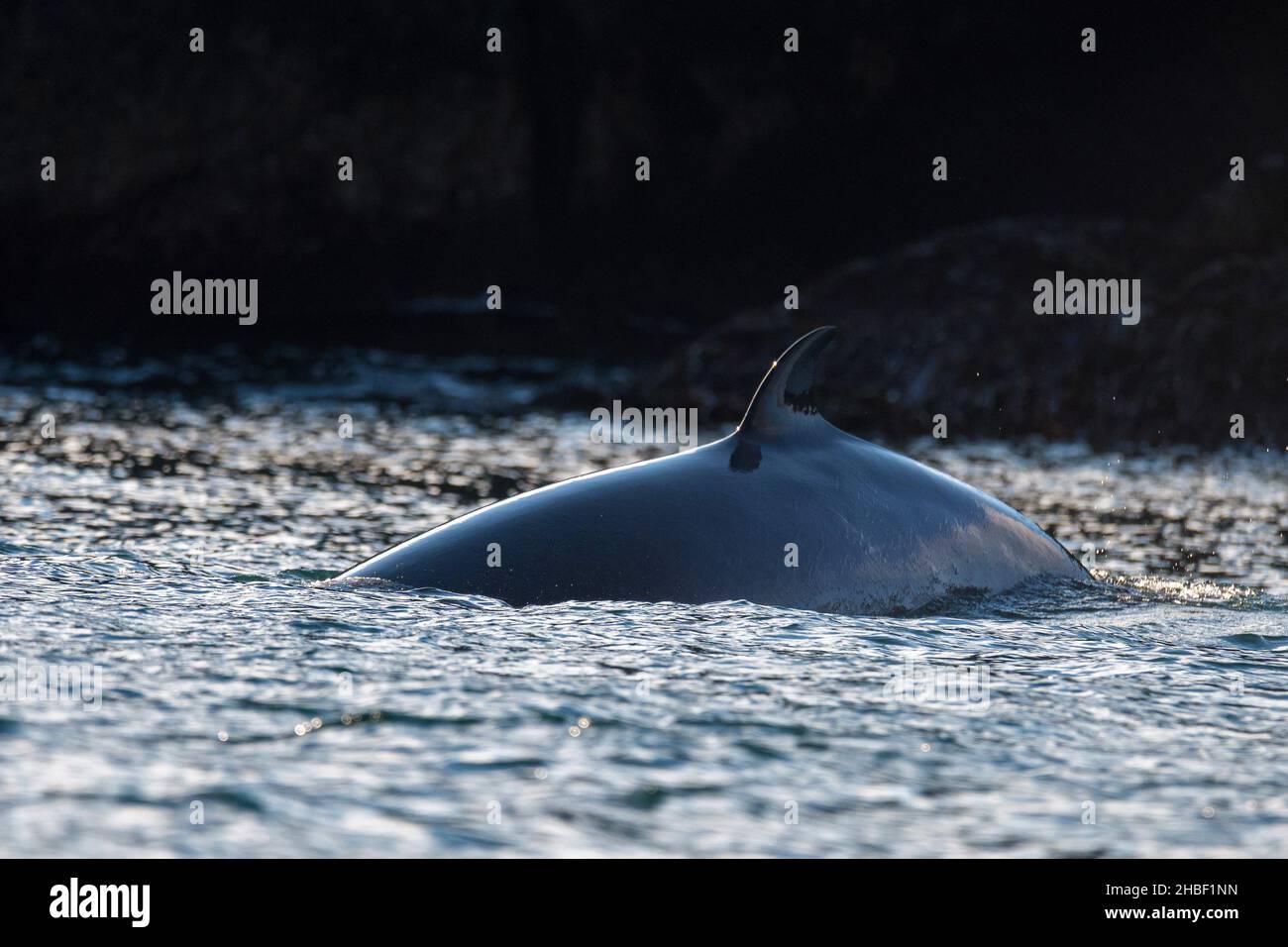 Vue de la nageoire de Balaenoptera acutorostrata ou de la baleine de Minke tout en se nourrissant à la surface Banque D'Images