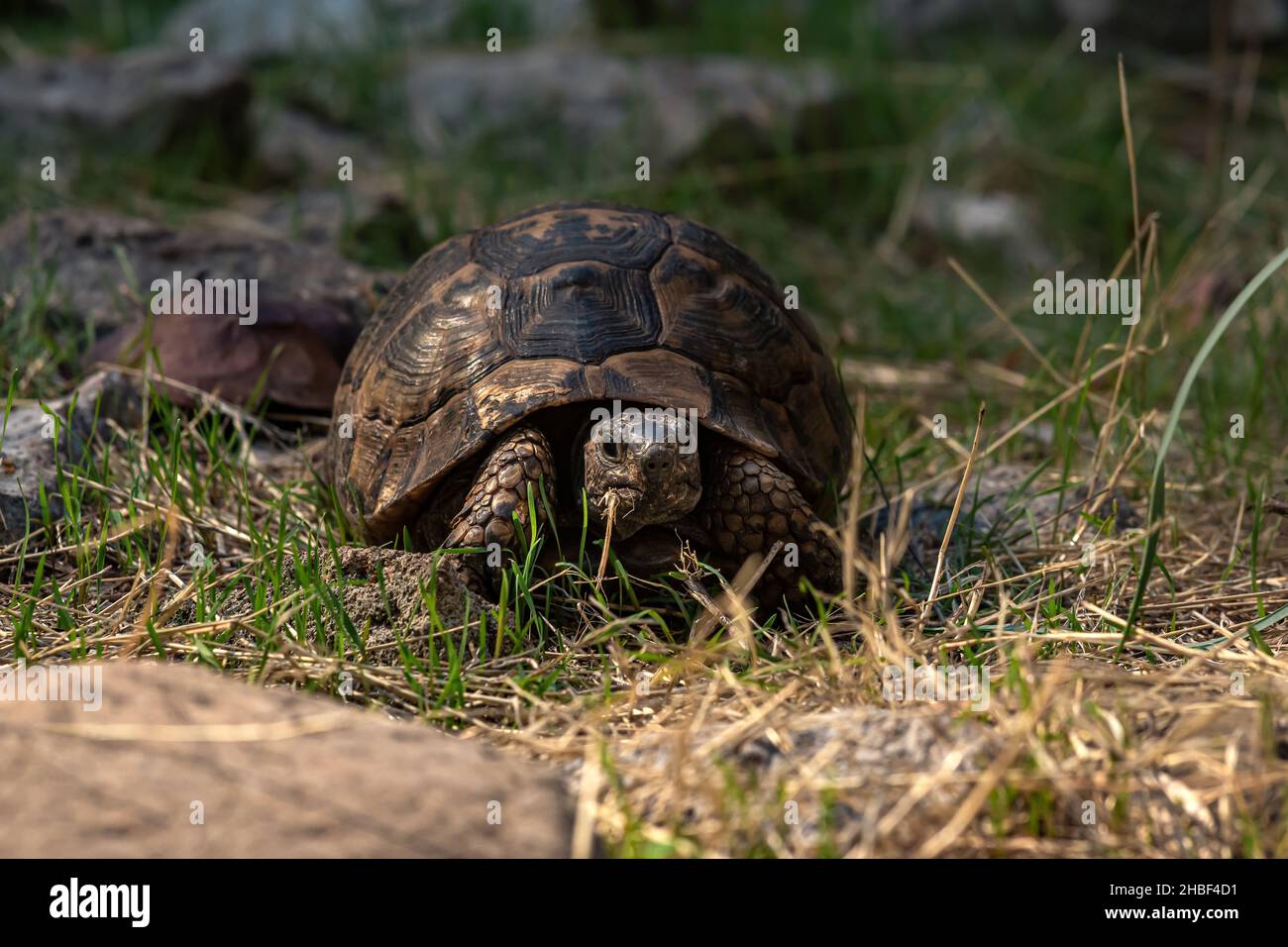 tortue grecque Testudo graeca dans l'habitat naturel Banque D'Images