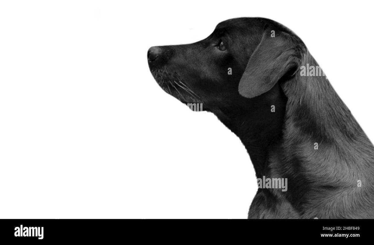 Magnifique chien de chasse au Labrador noir regardant sur fond blanc Banque D'Images
