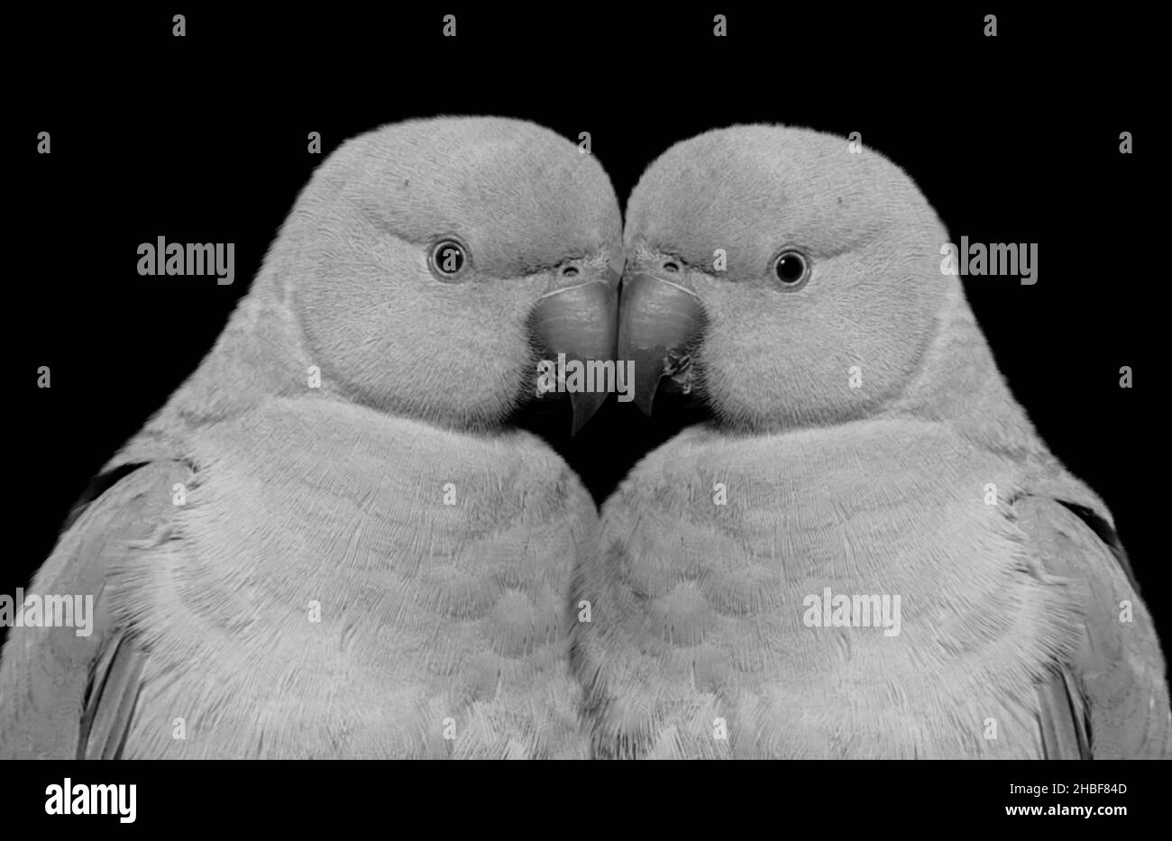 Mignon beau couple Parrot oiseaux amour sur le fond noir Banque D'Images