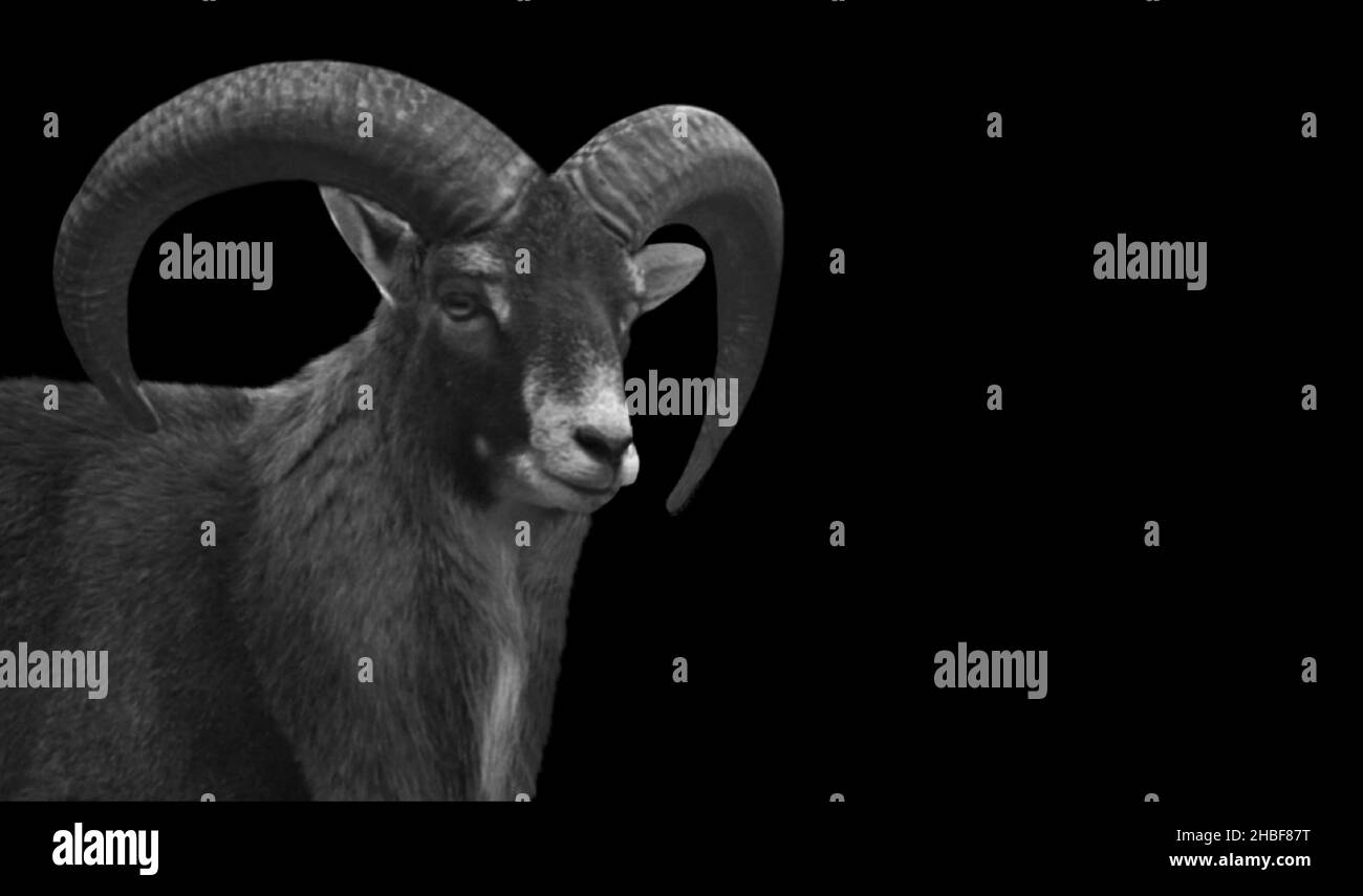 Grand portrait de mouton de corne sur fond noir Banque D'Images