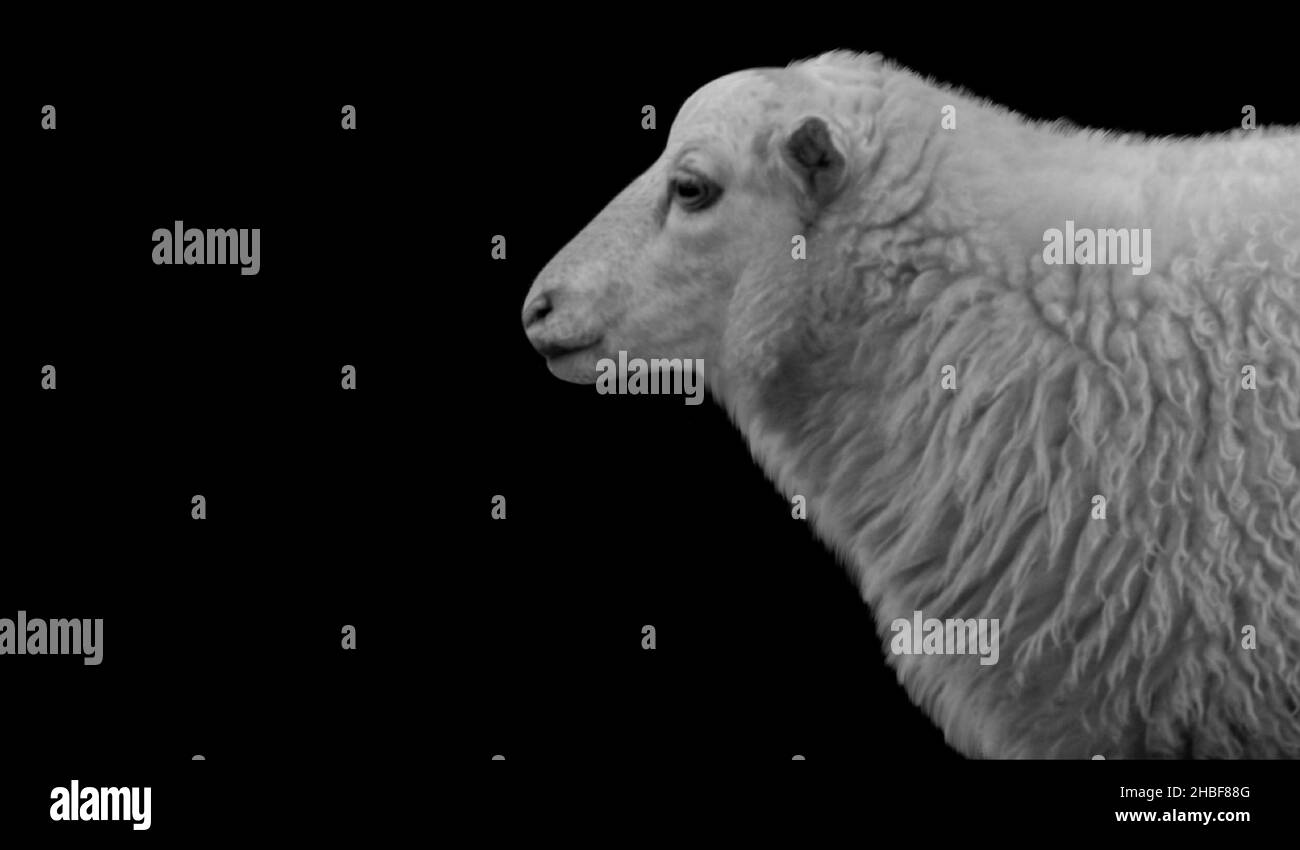Portrait de mouton noir et blanc sur fond sombre Banque D'Images