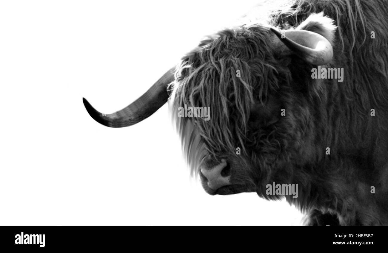 Gros plan sur le fond noir de Big Horn Highland Cattle Banque D'Images
