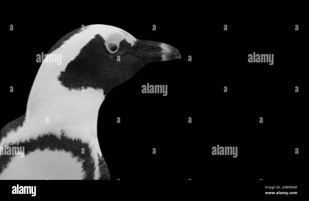 Portrait de pingouin face sur fond sombre Banque D'Images