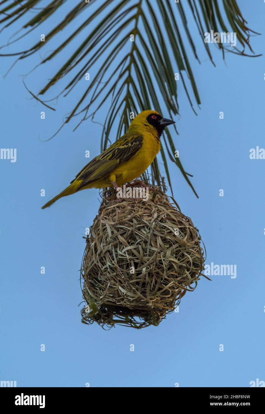 Oiseau de tisserand masqué créant un nid Banque D'Images