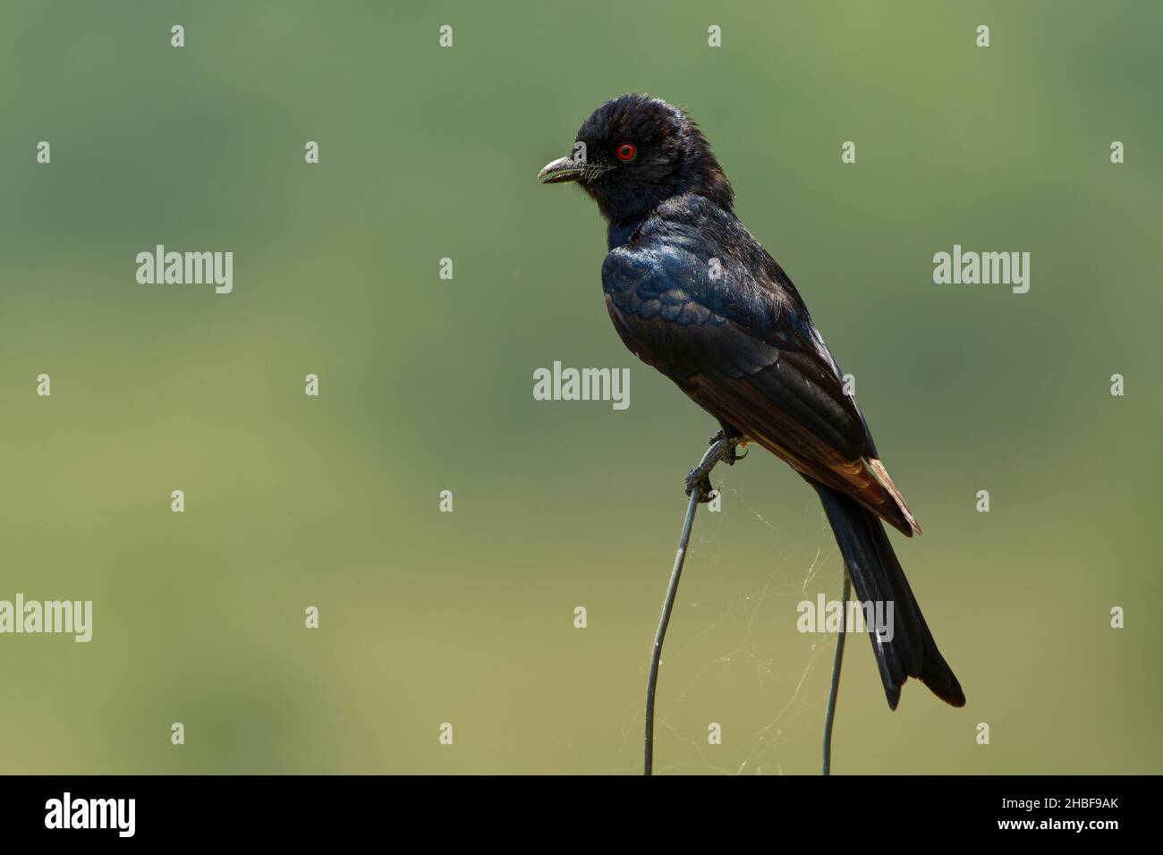 Drongo à queue de fourche - Dicrurus adsimilis aussi drongo commun, drongo africain ou drongo savane, famille des Dicruridae, oiseau noir de passerine de taille moyenne, na Banque D'Images