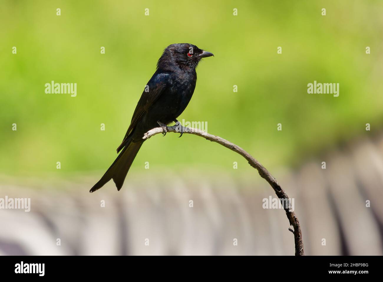 Drongo à queue de fourche - Dicrurus adsimilis aussi drongo commun, drongo africain ou drongo savane, famille des Dicruridae, oiseau noir de passerine de taille moyenne, na Banque D'Images