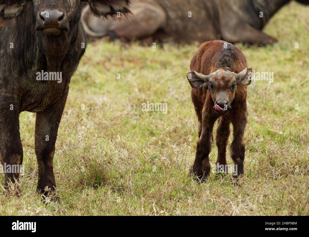 Buffle africain - Syncerus caffer ou buffle du Cap est un gros bovin africain sub-saharien.Portrait dans la savane de Masai Mara Kenya, veau de grande bla Banque D'Images