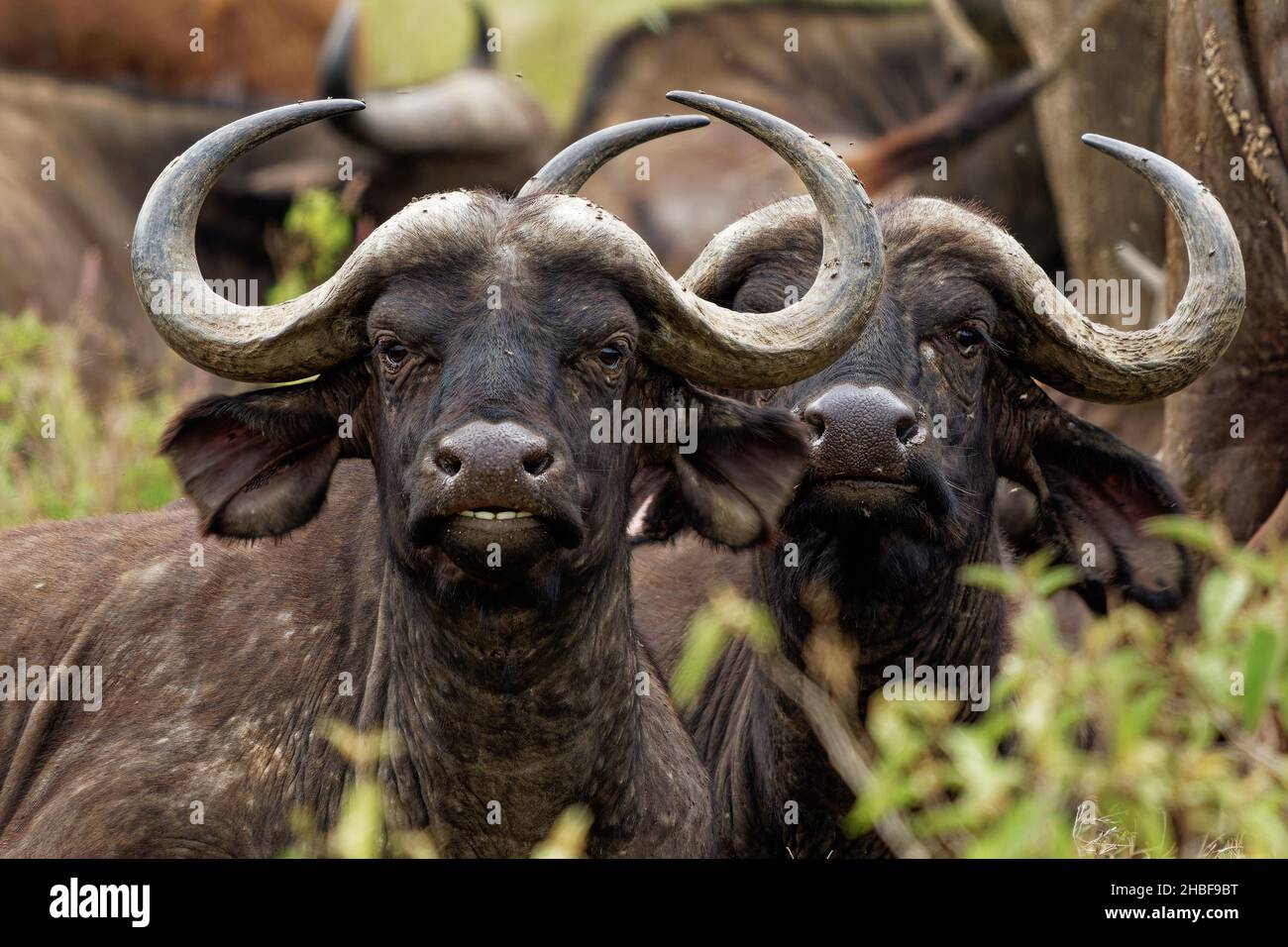 Buffle africain - Syncerus caffer ou buffle du Cap est un gros bovin africain sub-saharien.Portrait dans la savane de Masai Mara Kenya, deux grands h noirs Banque D'Images