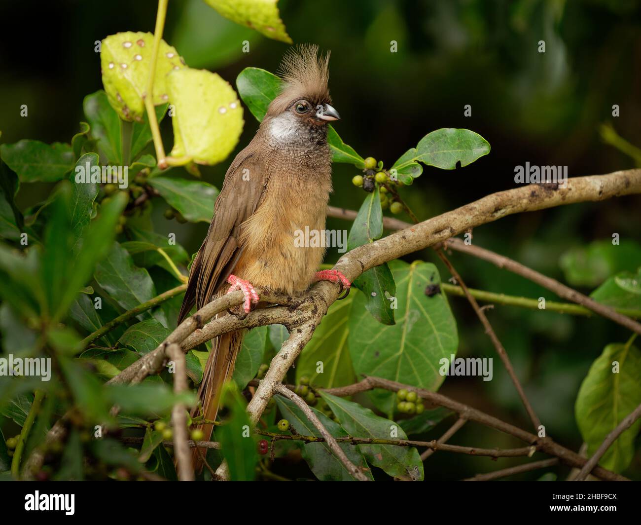 Mousebird moucheté - Colius striatus la plus grande espèce de mousebird, la plus commune, trouvée dans la plupart de l'Afrique centrale, orientale et australe, LON Banque D'Images