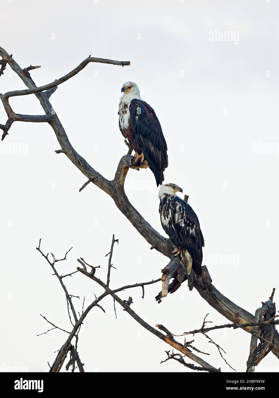 Aigle-poisson africain - Haliaeetus chavifer grandes espèces d'aigle blanc et brun trouvées dans toute l'Afrique subsaharienne, oiseau national de Namibie, deux vous Banque D'Images