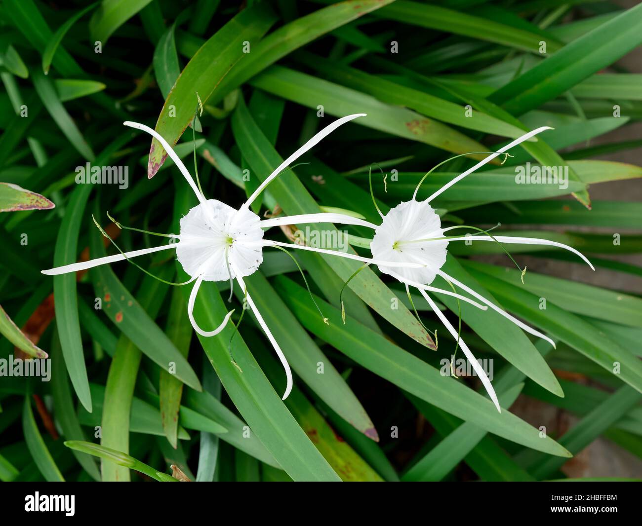 Hymenocallis littoralis ou nénuphar Banque D'Images