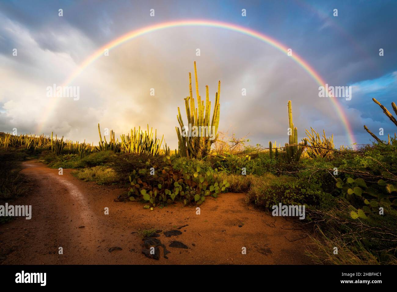 Un bel arc-en-ciel au-dessus d'une forêt de cactus lors d'une douche de pluie au lever du soleil près de la chapelle Alto Vista à Aruba. Banque D'Images