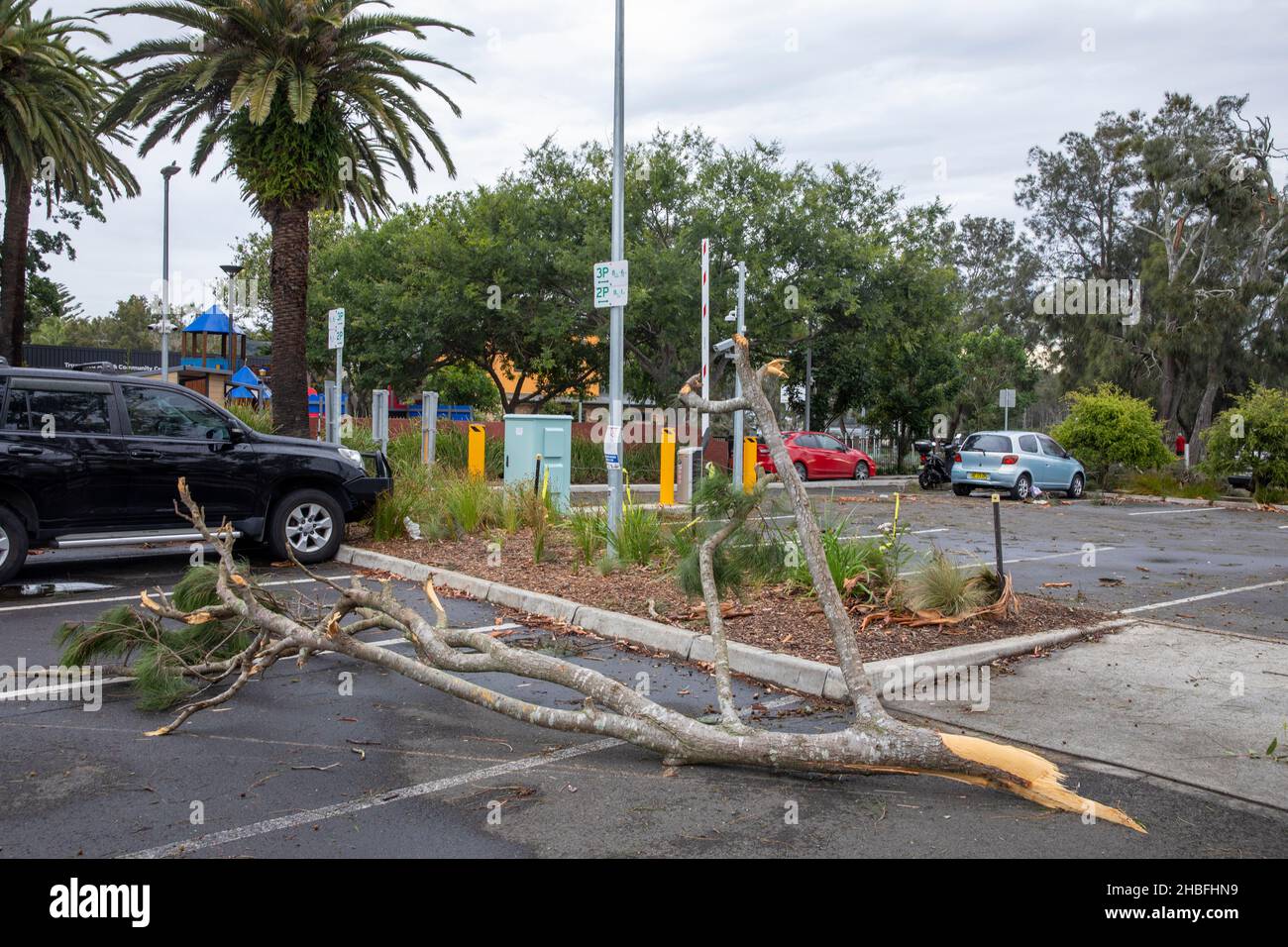 La tempête de freak a fait tomber des arbres et des lignes électriques sur les plages du nord de Sydney, une dame est décédée et d'autres sont critiques, les services d'urgence ont assisté Banque D'Images
