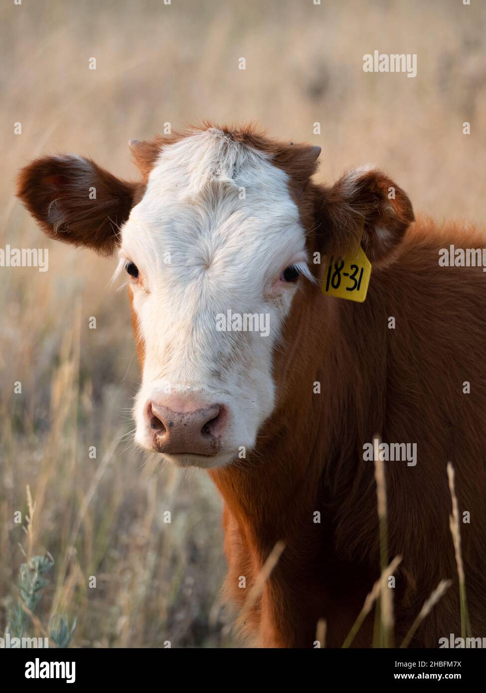 Gros plan d'une vache Simental à fourrure brun rougeâtre et visage blanc regardant un appareil photo avec de l'herbe séchée au premier plan.Photographié avec un creux peu profond Banque D'Images