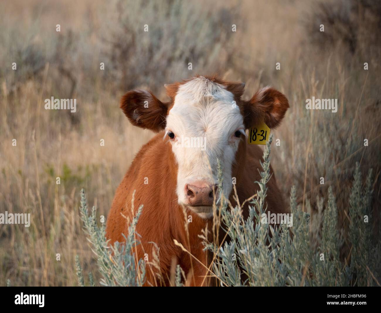 Gros plan d'une vache Simental à fourrure brun rougeâtre et visage blanc regardant la caméra depuis l'arrière de la brosse à dents.Photographié avec une faible profondeur de champ. Banque D'Images