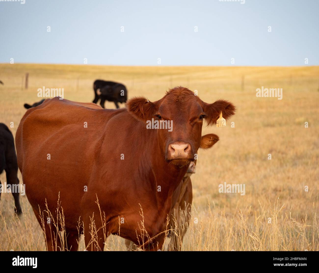 Portrait d'une vache Angus rouge à fourrure brun rougeâtre debout dans un champ avec de l'herbe séchée faisant face à l'appareil photo.Photographié avec une faible profondeur de champ Banque D'Images
