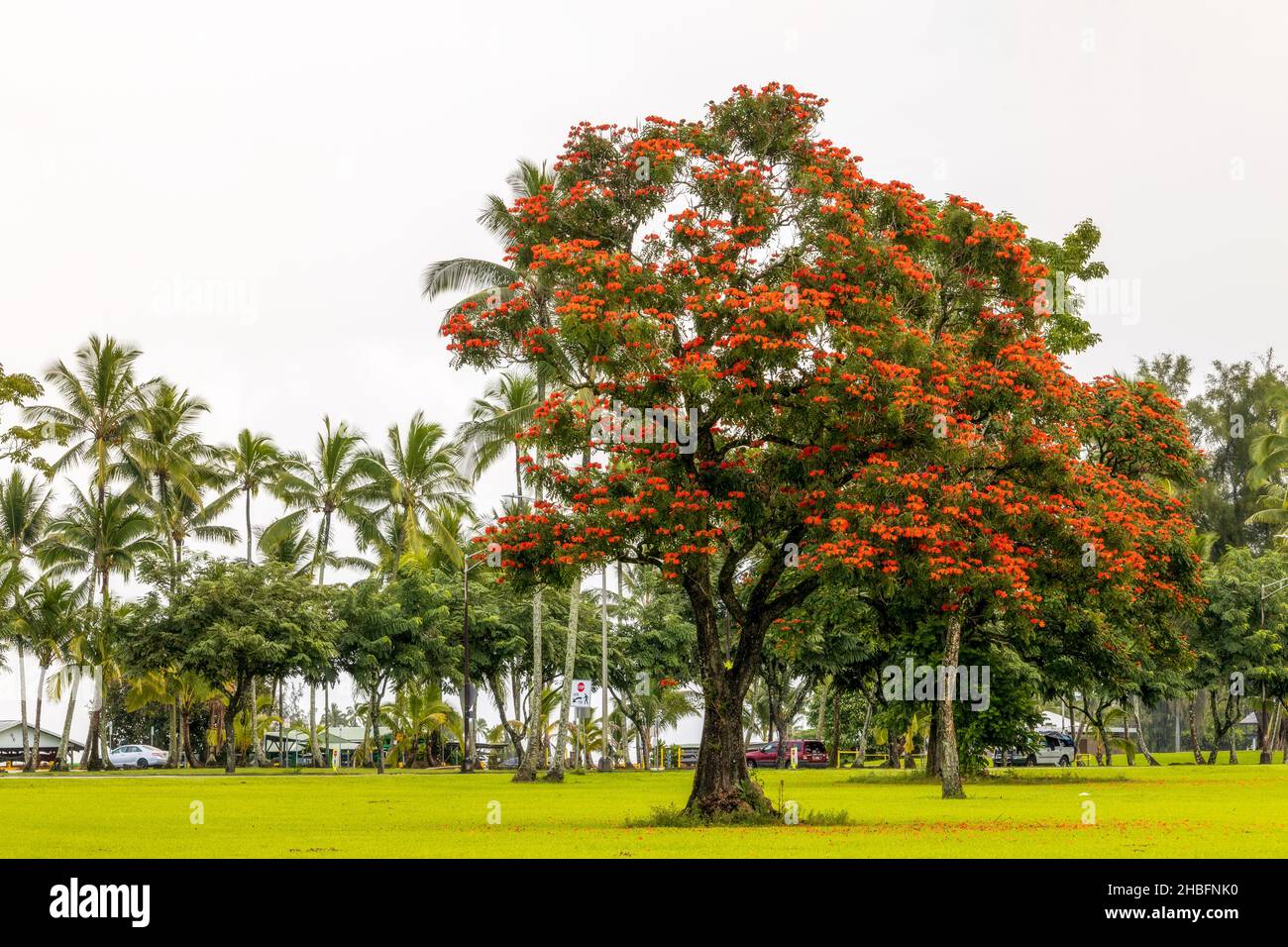 Spathodea campanulata, communément connu sous le nom de tulipe africaine avec des fleurs rouges qui poussent dans la zone de loisirs de Wailoa River State Recreation Area, Hilo, Hawaii Banque D'Images