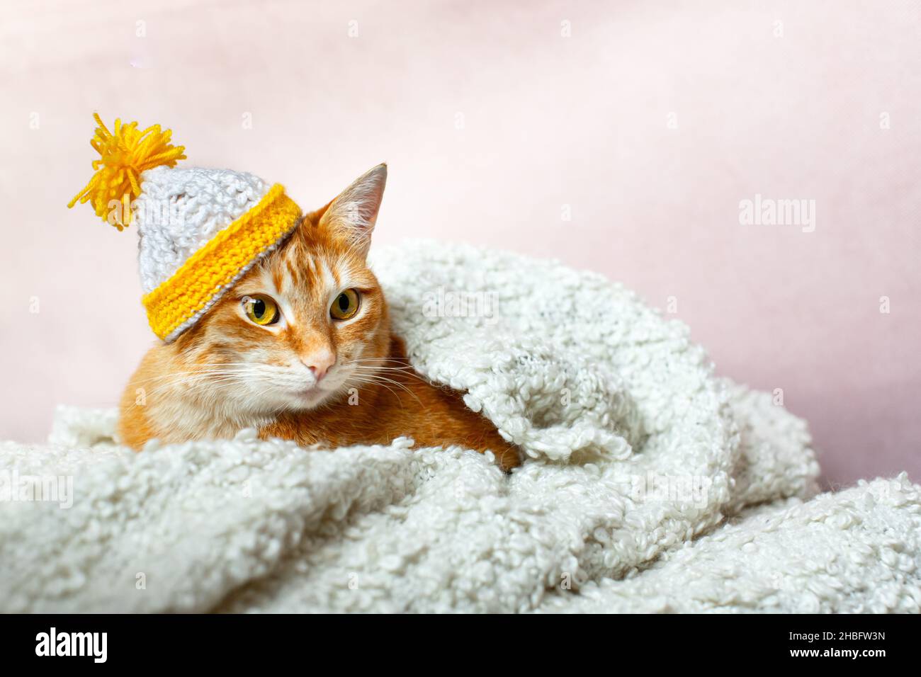 Un chat rouge dans un bonnet tricoté se trouve sous une couverture  moelleuse.Vue avant Photo Stock - Alamy