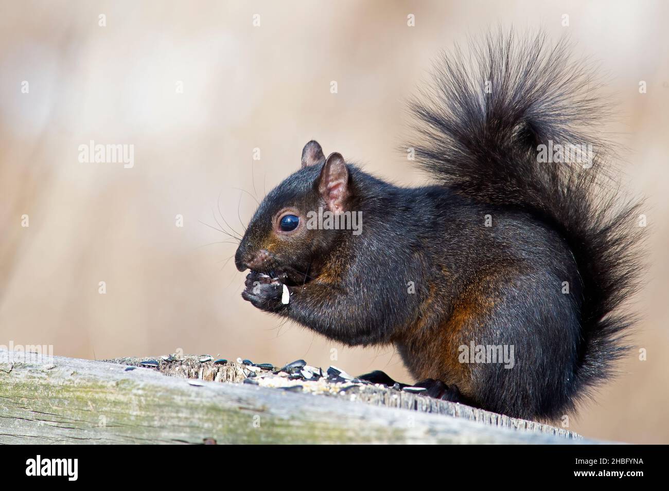 Écureuil noir manger quelques graines Banque D'Images