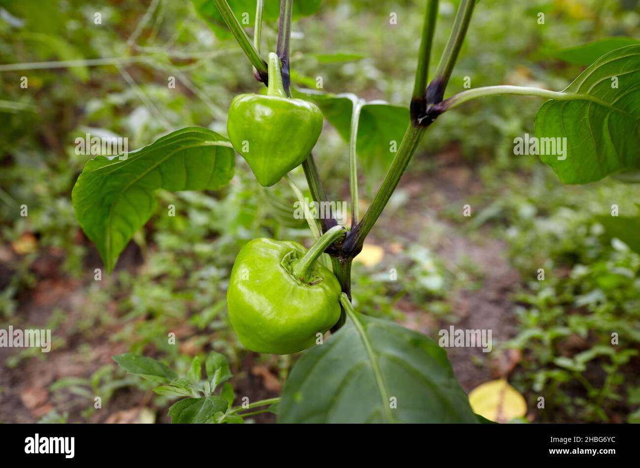 Les poivrons verts poussent dans le jardin.Culture de légumes frais à la ferme Banque D'Images
