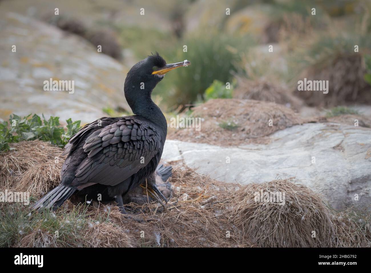 Le chag adulte européen (Phalacrocorax aristotelis) se tient en garde est la poussette à croissance rapide sur le nid dans les îles Farne, au Royaume-Uni Banque D'Images