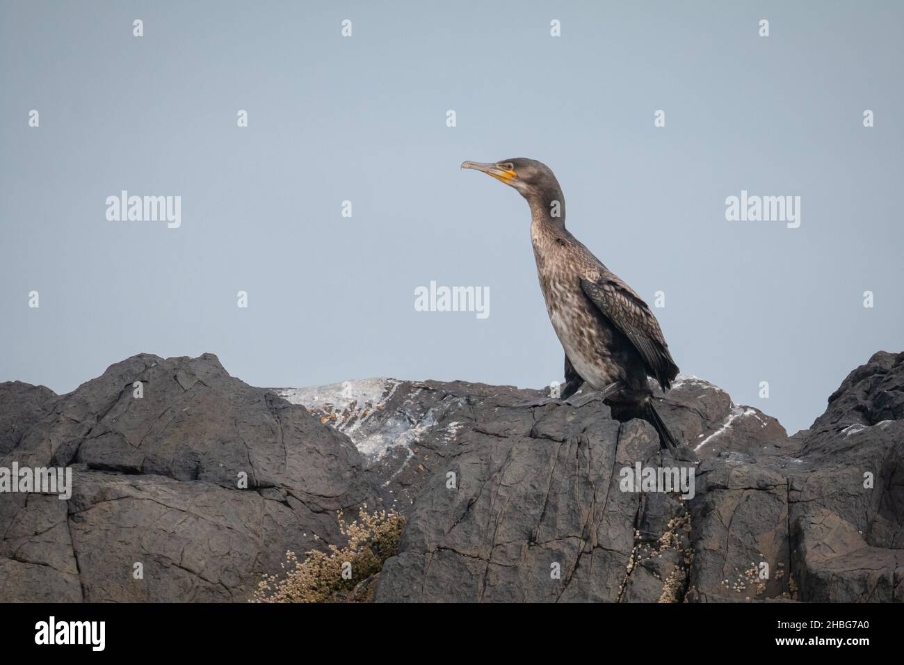 Cormorant (Phalacrocorax carbo) assis sur les rochers gris des îles Farne Banque D'Images