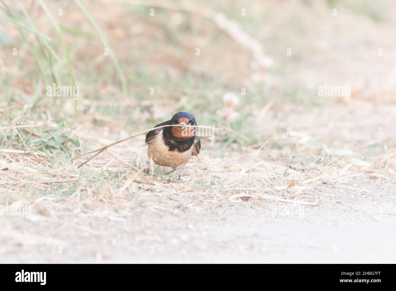 Une hirondelle (Hirundo rustica) recueille l'herbe séchée du sol dans les prairies du Yorkshire prête à construire son nid Banque D'Images